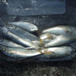 南芦屋浜　孫娘のサヨリデビュー